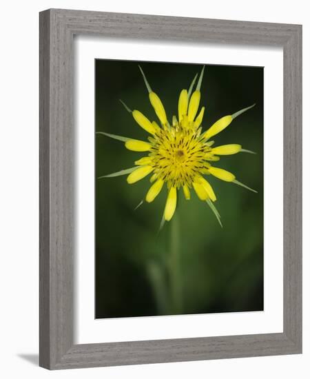 Yellow Salsify, Tragopogon dubius, Capulin Sprints Trail, Sandia Mountains, New Mexico-Maresa Pryor-Framed Photographic Print