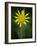 Yellow Salsify, Tragopogon dubius, Capulin Sprints Trail, Sandia Mountains, New Mexico-Maresa Pryor-Framed Photographic Print