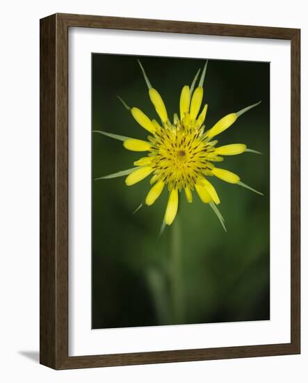 Yellow Salsify, Tragopogon dubius, Capulin Sprints Trail, Sandia Mountains, New Mexico-Maresa Pryor-Framed Photographic Print