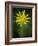 Yellow Salsify, Tragopogon dubius, Capulin Sprints Trail, Sandia Mountains, New Mexico-Maresa Pryor-Framed Photographic Print