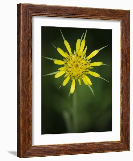 Yellow Salsify, Tragopogon dubius, Capulin Sprints Trail, Sandia Mountains, New Mexico-Maresa Pryor-Framed Photographic Print