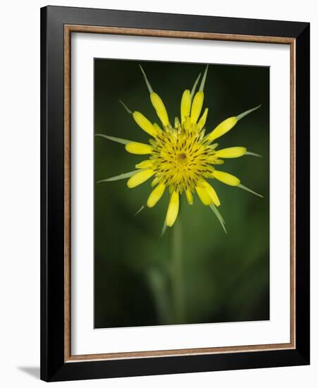 Yellow Salsify, Tragopogon dubius, Capulin Sprints Trail, Sandia Mountains, New Mexico-Maresa Pryor-Framed Photographic Print