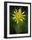 Yellow Salsify, Tragopogon dubius, Capulin Sprints Trail, Sandia Mountains, New Mexico-Maresa Pryor-Framed Photographic Print