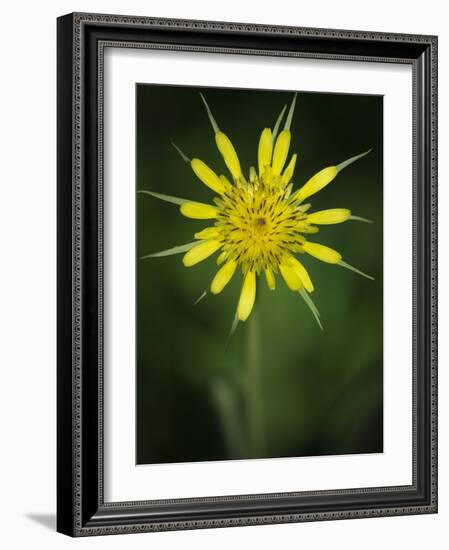 Yellow Salsify, Tragopogon dubius, Capulin Sprints Trail, Sandia Mountains, New Mexico-Maresa Pryor-Framed Photographic Print