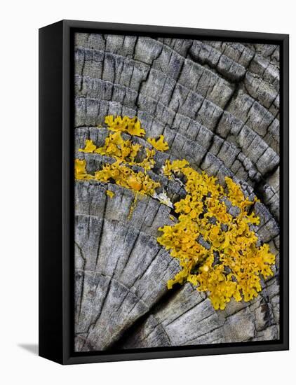 Yellow Scales Lichen Growing on Groyne, Exmoor National Park, Somerset, UK-Ross Hoddinott-Framed Premier Image Canvas