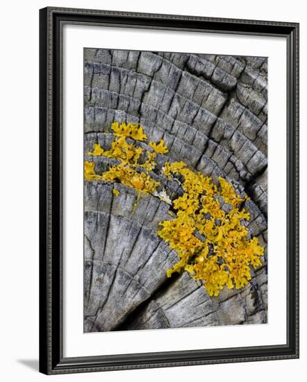 Yellow Scales Lichen Growing on Groyne, Exmoor National Park, Somerset, UK-Ross Hoddinott-Framed Photographic Print