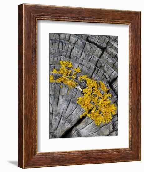 Yellow Scales Lichen Growing on Groyne, Exmoor National Park, Somerset, UK-Ross Hoddinott-Framed Photographic Print