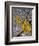 Yellow Scales Lichen Growing on Groyne, Exmoor National Park, Somerset, UK-Ross Hoddinott-Framed Photographic Print