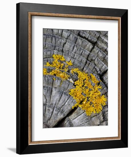 Yellow Scales Lichen Growing on Groyne, Exmoor National Park, Somerset, UK-Ross Hoddinott-Framed Photographic Print