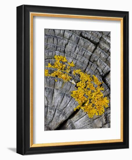 Yellow Scales Lichen Growing on Groyne, Exmoor National Park, Somerset, UK-Ross Hoddinott-Framed Photographic Print