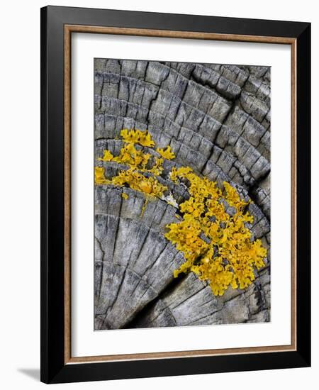 Yellow Scales Lichen Growing on Groyne, Exmoor National Park, Somerset, UK-Ross Hoddinott-Framed Photographic Print