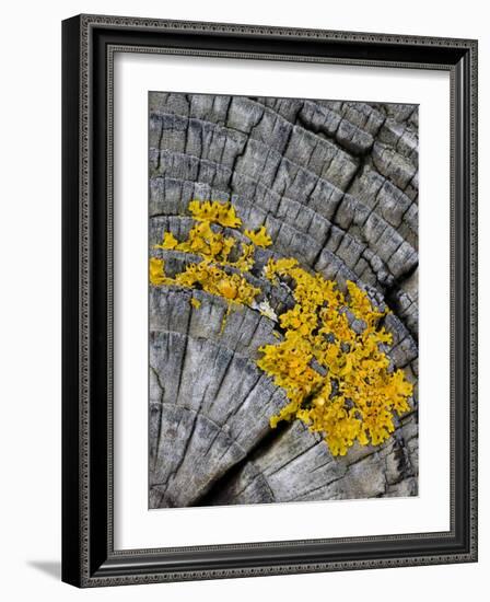 Yellow Scales Lichen Growing on Groyne, Exmoor National Park, Somerset, UK-Ross Hoddinott-Framed Photographic Print