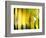 Yellow Shades-Andrew Michaels-Framed Photographic Print