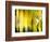 Yellow Shades-Andrew Michaels-Framed Photographic Print