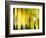 Yellow Shades-Andrew Michaels-Framed Photographic Print