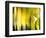 Yellow Shades-Andrew Michaels-Framed Photographic Print