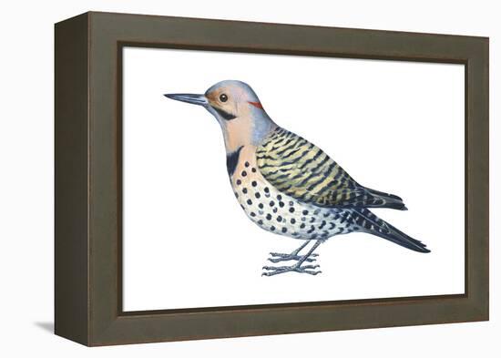 Yellow-Shafted Flicker (Colaptes Auratus), Birds-Encyclopaedia Britannica-Framed Stretched Canvas