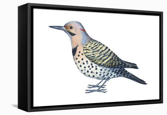 Yellow-Shafted Flicker (Colaptes Auratus), Birds-Encyclopaedia Britannica-Framed Stretched Canvas