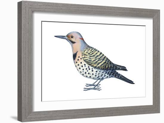 Yellow-Shafted Flicker (Colaptes Auratus), Birds-Encyclopaedia Britannica-Framed Art Print