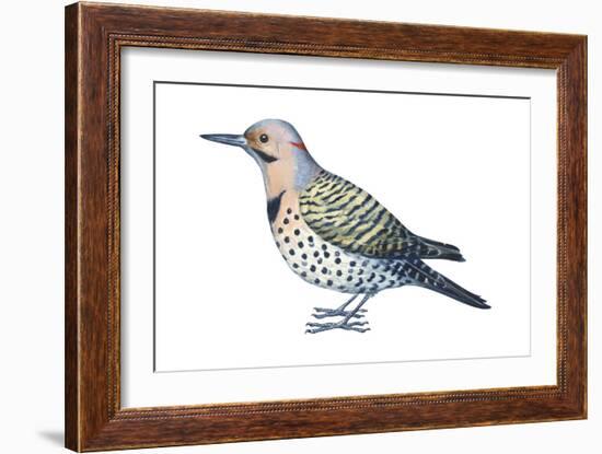 Yellow-Shafted Flicker (Colaptes Auratus), Birds-Encyclopaedia Britannica-Framed Art Print