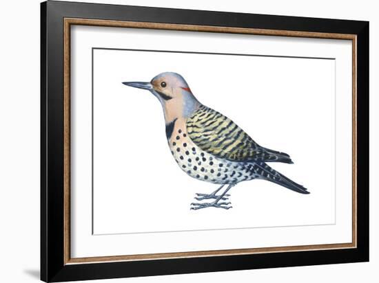 Yellow-Shafted Flicker (Colaptes Auratus), Birds-Encyclopaedia Britannica-Framed Art Print