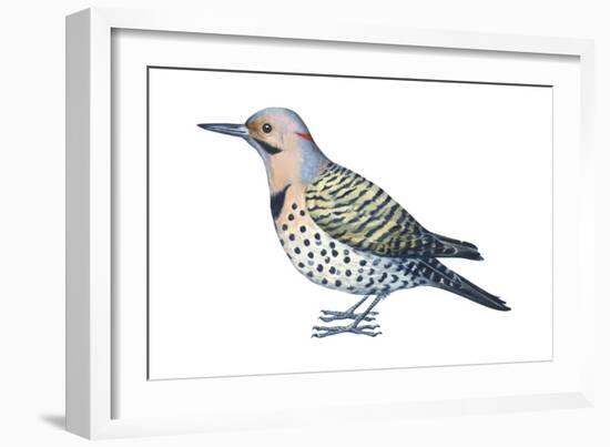 Yellow-Shafted Flicker (Colaptes Auratus), Birds-Encyclopaedia Britannica-Framed Art Print