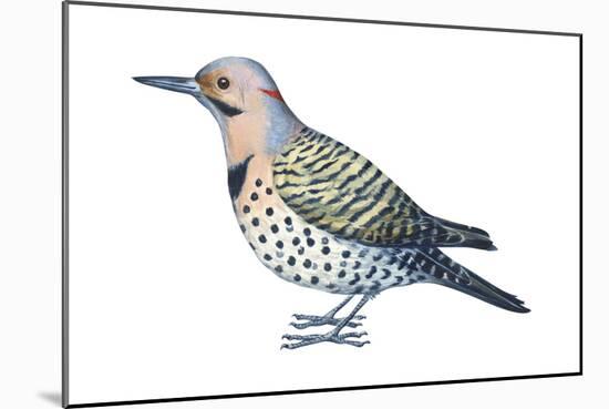 Yellow-Shafted Flicker (Colaptes Auratus), Birds-Encyclopaedia Britannica-Mounted Art Print