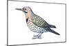 Yellow-Shafted Flicker (Colaptes Auratus), Birds-Encyclopaedia Britannica-Mounted Art Print