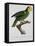 Yellow-Shouldered Parrot-Jacques Barraband-Framed Premier Image Canvas