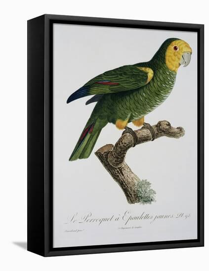 Yellow-Shouldered Parrot-Jacques Barraband-Framed Premier Image Canvas