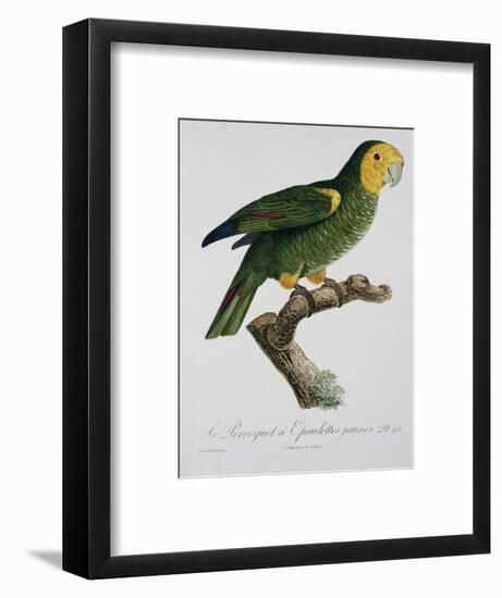 Yellow-Shouldered Parrot-Jacques Barraband-Framed Premium Giclee Print