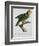 Yellow-Shouldered Parrot-Jacques Barraband-Framed Giclee Print