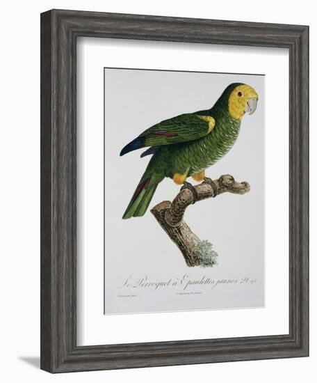 Yellow-Shouldered Parrot-Jacques Barraband-Framed Giclee Print