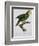 Yellow-Shouldered Parrot-Jacques Barraband-Framed Giclee Print