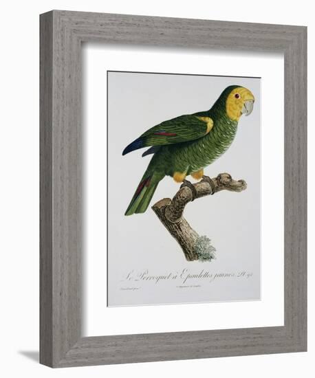 Yellow-Shouldered Parrot-Jacques Barraband-Framed Giclee Print