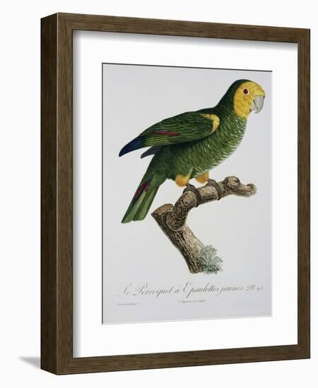 Yellow-Shouldered Parrot-Jacques Barraband-Framed Giclee Print