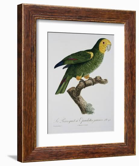 Yellow-Shouldered Parrot-Jacques Barraband-Framed Giclee Print