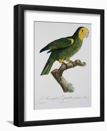 Yellow-Shouldered Parrot-Jacques Barraband-Framed Giclee Print