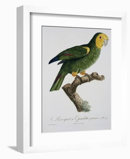 Yellow-Shouldered Parrot-Jacques Barraband-Framed Giclee Print