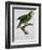 Yellow-Shouldered Parrot-Jacques Barraband-Framed Giclee Print