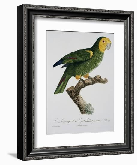 Yellow-Shouldered Parrot-Jacques Barraband-Framed Giclee Print