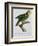 Yellow-Shouldered Parrot-Jacques Barraband-Framed Giclee Print