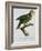 Yellow-Shouldered Parrot-Jacques Barraband-Framed Giclee Print