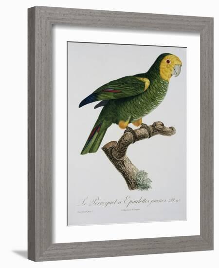 Yellow-Shouldered Parrot-Jacques Barraband-Framed Giclee Print