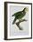 Yellow-Shouldered Parrot-Jacques Barraband-Framed Giclee Print