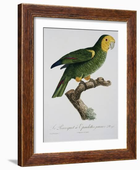 Yellow-Shouldered Parrot-Jacques Barraband-Framed Giclee Print