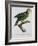 Yellow-Shouldered Parrot-Jacques Barraband-Framed Giclee Print