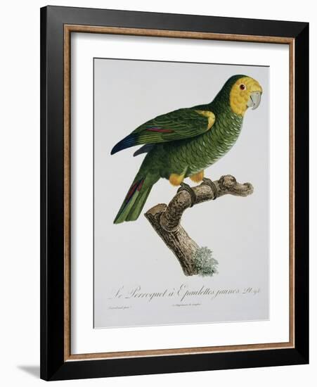 Yellow-Shouldered Parrot-Jacques Barraband-Framed Giclee Print