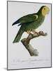 Yellow-Shouldered Parrot-Jacques Barraband-Mounted Giclee Print