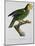 Yellow-Shouldered Parrot-Jacques Barraband-Mounted Giclee Print